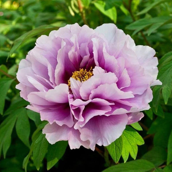 Peonies Imported Flower Bulbs Purple & Yellow (Pack of 1)