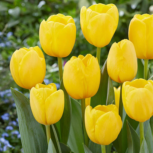 Tulip Imported Flower Bulbs Yellow Pack of 2