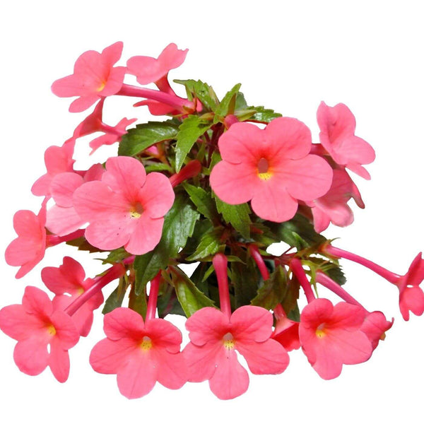 Achimenes Pink Imported Flower Bulbs (Pack of 5)
