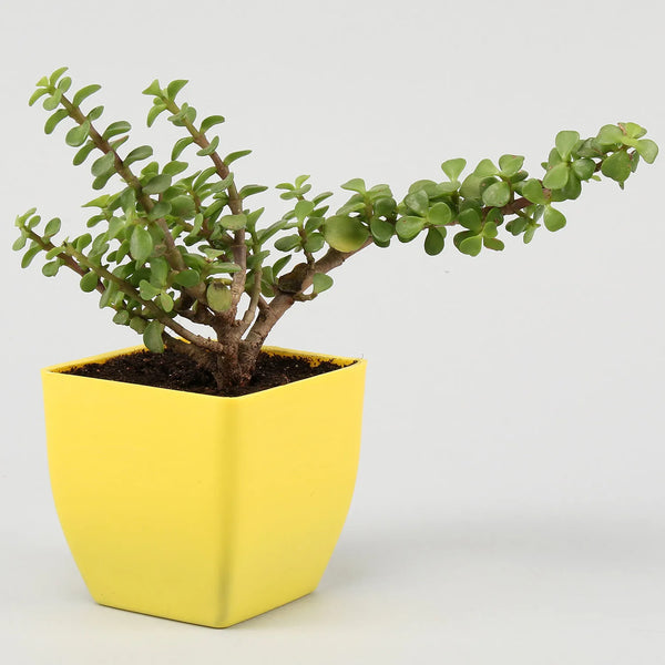 Jade Plant in Yellow Pot