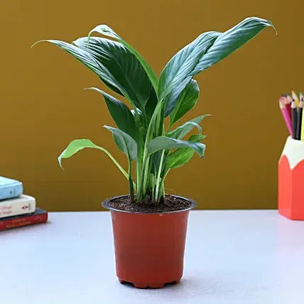 Beautiful Peace Lily Plant