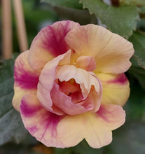 Achimenes Double Imported Flower Bulbs (Tamara Khorkina)