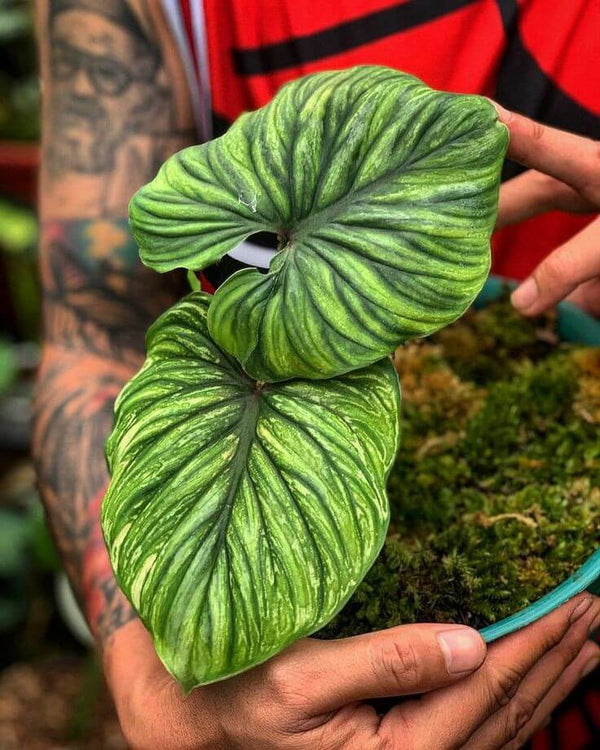 Alocasia Imported Flower Bulbs Green