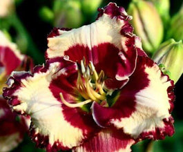 Day lily Imported Flower Bulbs Dark Red