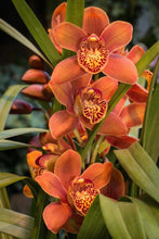 Orchid Imported Flower Bulbs