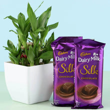 2 Layer Bamboo Plant & Dairy Milk Silk Chocolates