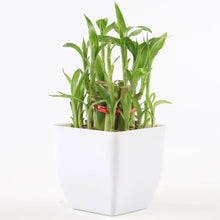 2 Layer Bamboo Plant In White Pot