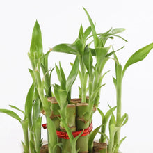 2 Layer Bamboo Plant In White Pot