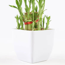 2 Layer Bamboo Plant In White Pot