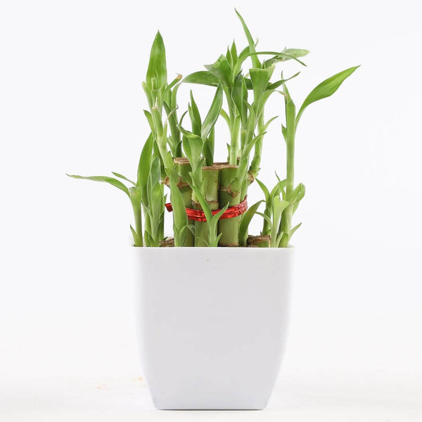 2 Layer Bamboo Plant In White Pot