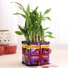 2 Layer Lucky Bamboo With Dairy Milk Chocolates