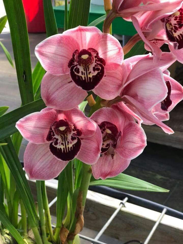 Orchid Imported Flower Bulbs