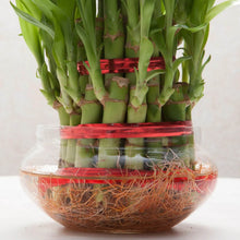 3 Layer Lucky Bamboo Plant