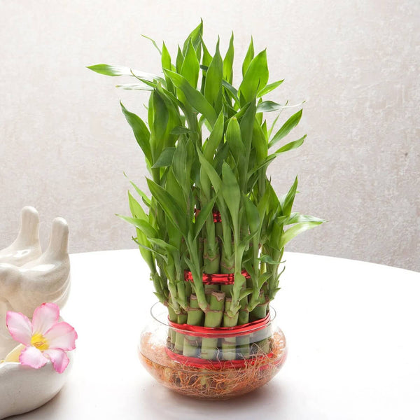 3 Layer Lucky Bamboo Plant