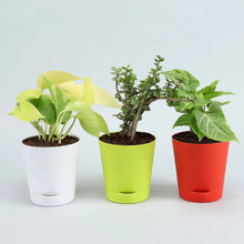 3 Plants Set With Multicoloured Self Watering Pots