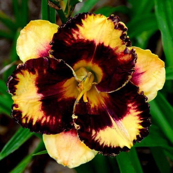 Day lily Imported Flower Bulbs Yellow