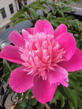 Peony Imported Flower Bulbs Pink 1