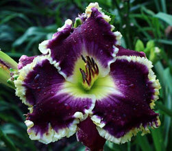 Day lily Imported Flower Bulbs Purple