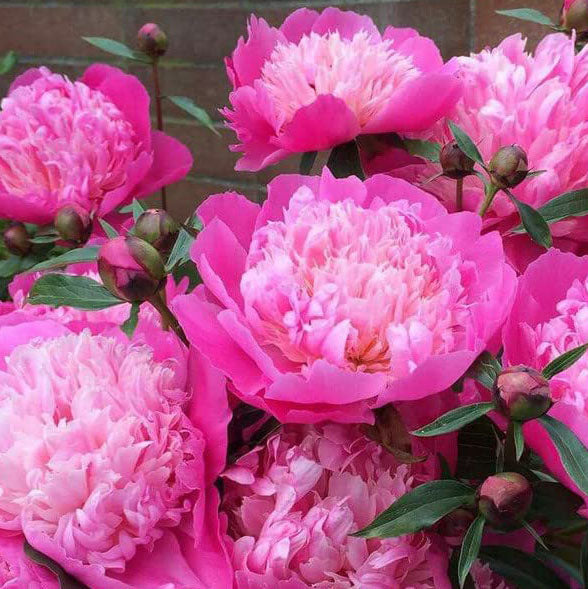 Peonies Imported Flower Bulbs Pink & Yellow (Pack of 2)