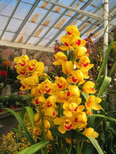 Orchid Imported Flower Bulbs