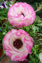 Imported Japanese Ranunculus Flower Bulbs Pack Of 5 Bulbs