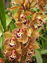 Orchid Imported Flower Bulbs