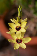 Ixia Yellow Flower Bulbs Pack of 5 Bulbs