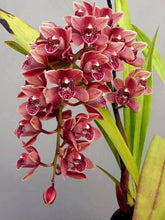 Orchid Imported Flower Bulbs