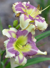 Day lily Imported Flower Bulbs Light Purple