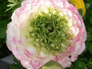 Imported Japanese Ranunculus Flower Bulbs Pack Of 5 Bulbs