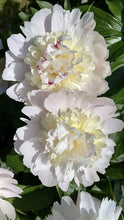 Peony Imported Flower Bulbs White 1