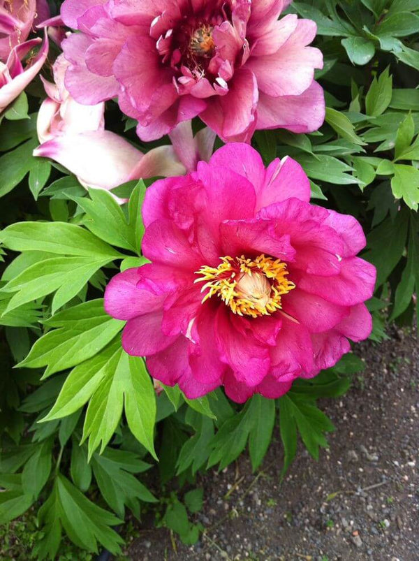 Peony Imported Flower Bulbs Pink & Yellow 1