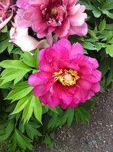 Peony Imported Flower Bulbs Pink & Yellow 1