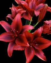 Asiatic lily Lilium Flower Bulbs Red Colours Pack Of 2 Bulbs