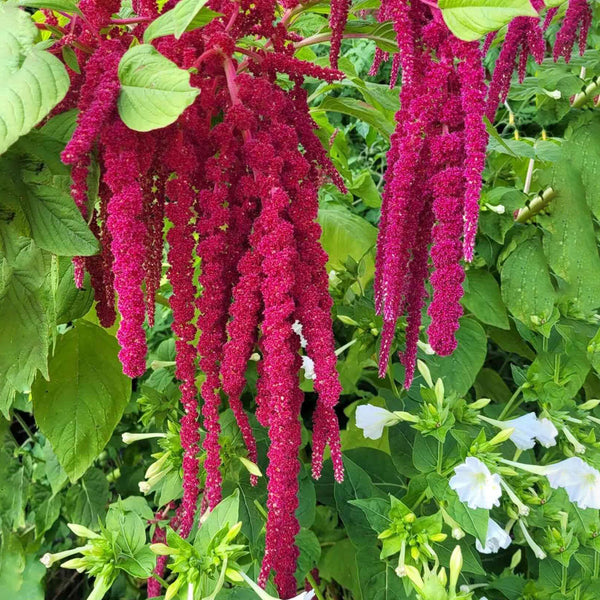 Amaranthus Flower Seeds, Imported Flower Seeds 80-100