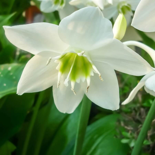 Eucharis lily Imported Flower Bulbs