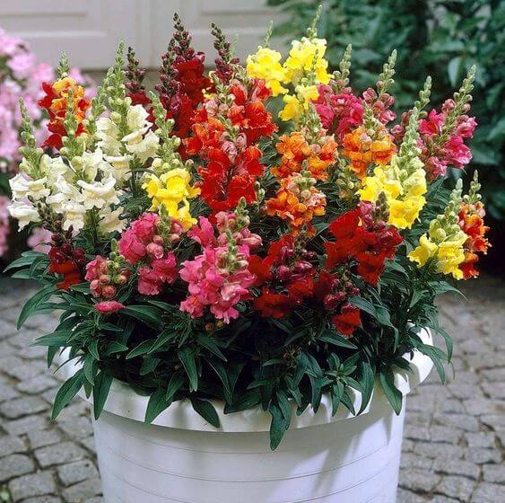 Antirrhinum Flower Seeds, Imported Seeds 50-100