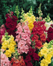 Antirrhinum Flower Seeds, Imported Seeds 50-100