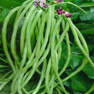 Cowpea Beans Vegetable Imported seeds 20-30