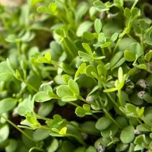 Cress Common Herb Seeds, Imported Seeds 40-50