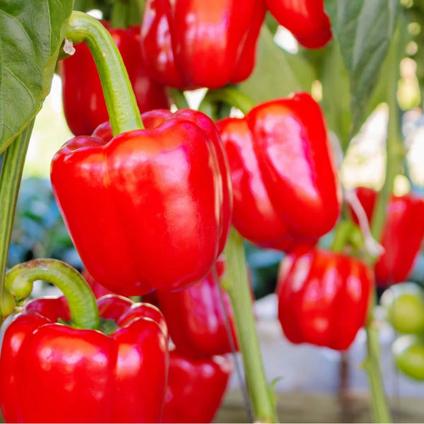 Capsicum Red Imported Seeds 30-40