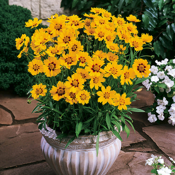 Coreopsis Flower Seeds, Imported Flower Seeds 50-100