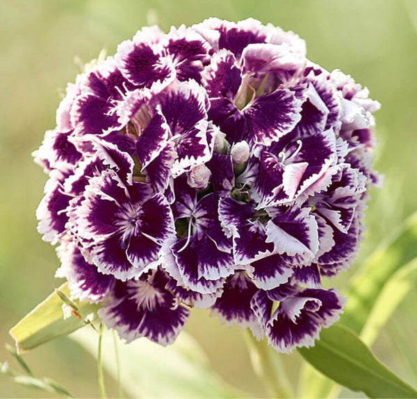 Dianthus Flower Seeds, Imported Seeds 50-100