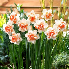 Daffodil Replete Imported Flower Bulbs