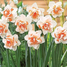 Daffodil Replete Imported Flower Bulbs