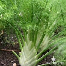 Fennel Florence Herb Seeds, Imported Seeds 40-50