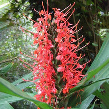 Ginger Flower Bulbs