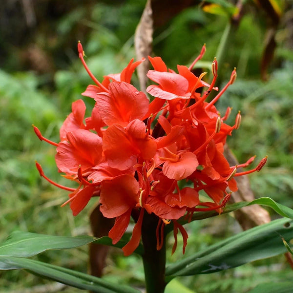 Ginger Flower Bulbs