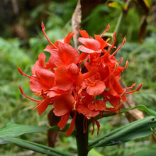 Ginger Flower Bulbs