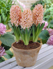 Hyacinth Imported Flower Bulbs Gipsy Queen